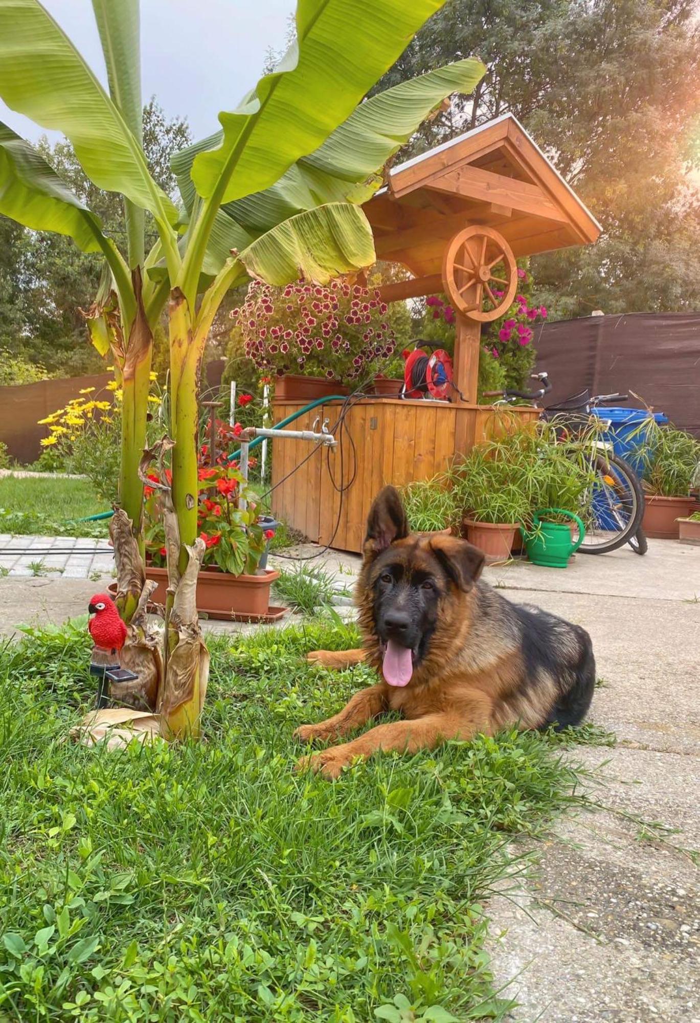 Arany Vendeghaz Villa ซาร์วาช ภายนอก รูปภาพ