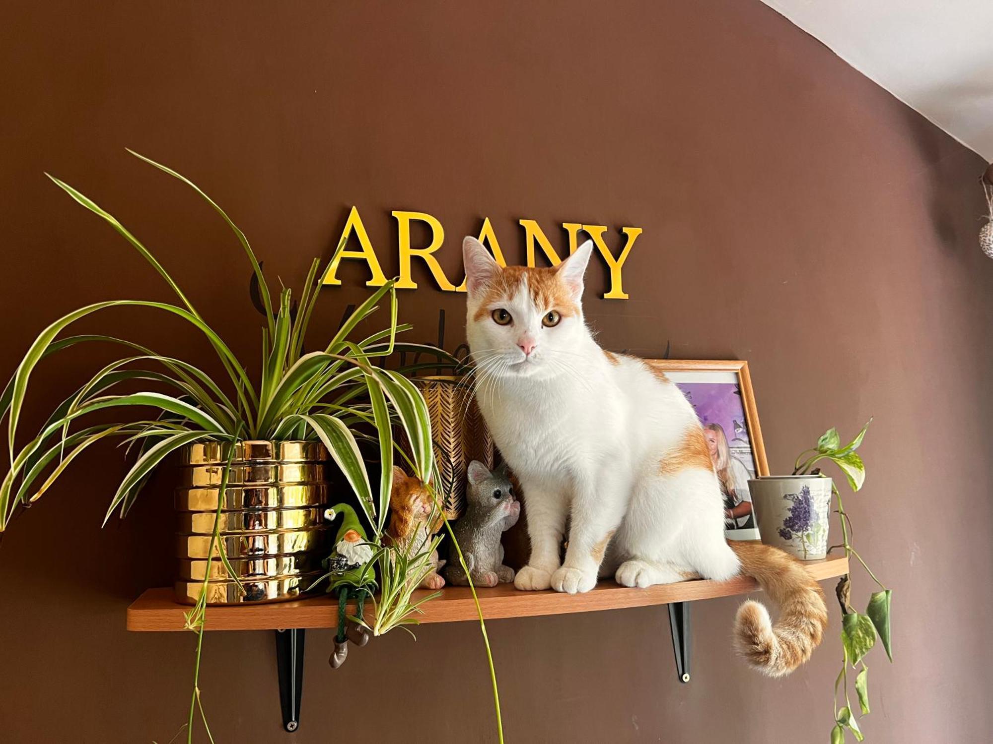 Arany Vendeghaz Villa ซาร์วาช ภายนอก รูปภาพ